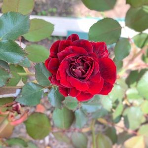 Meet your Posher, Sarai